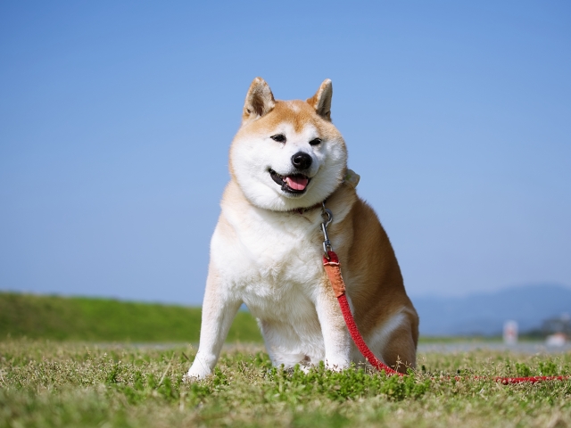ペット